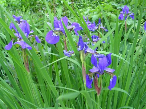 Designing a Fairy Tale Landscape with the Iris Lawn Friend